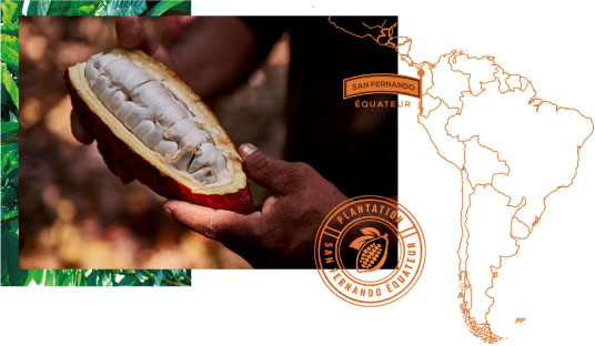 plantation-feves-cacao-san-fernando
